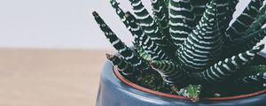 Preview wallpaper plant, succulent, striped, decorative