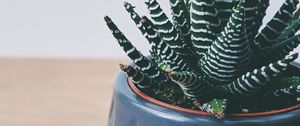 Preview wallpaper plant, succulent, striped, decorative