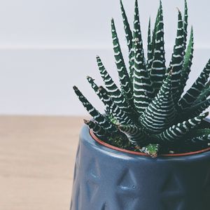 Preview wallpaper plant, succulent, striped, decorative