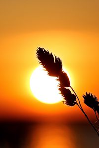 Preview wallpaper plant, sun, sunset, macro