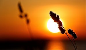 Preview wallpaper plant, sun, sunset, macro