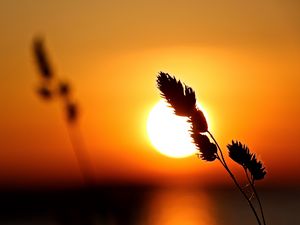 Preview wallpaper plant, sun, sunset, macro