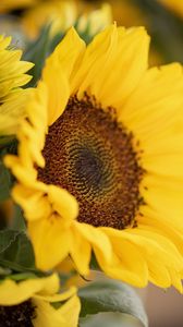 Preview wallpaper plant, sunflower, flower, petals, yellow, macro