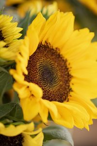 Preview wallpaper plant, sunflower, flower, petals, yellow, macro