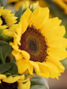 Preview wallpaper plant, sunflower, flower, petals, yellow, macro