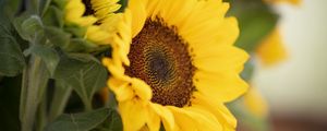 Preview wallpaper plant, sunflower, flower, petals, yellow, macro