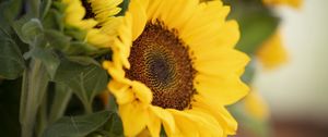 Preview wallpaper plant, sunflower, flower, petals, yellow, macro