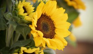 Preview wallpaper plant, sunflower, flower, petals, yellow, macro