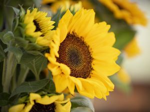 Preview wallpaper plant, sunflower, flower, petals, yellow, macro