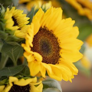 Preview wallpaper plant, sunflower, flower, petals, yellow, macro