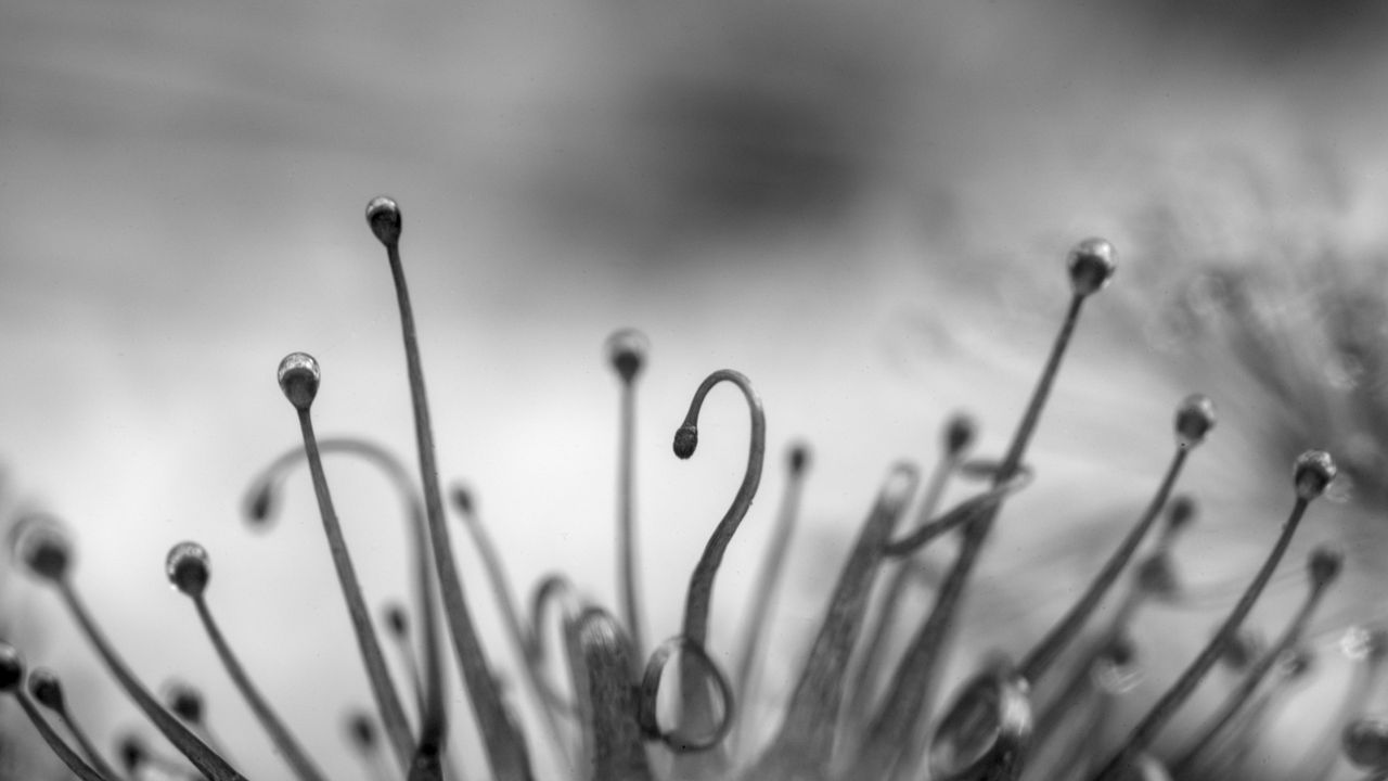 Wallpaper plant, transparent, black and white, blur