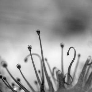 Preview wallpaper plant, transparent, black and white, blur