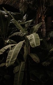 Preview wallpaper plant, tropical, exotic, leaves, green