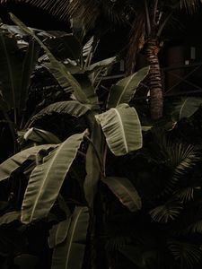 Preview wallpaper plant, tropical, exotic, leaves, green