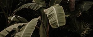 Preview wallpaper plant, tropical, exotic, leaves, green