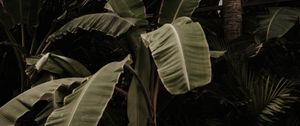 Preview wallpaper plant, tropical, exotic, leaves, green