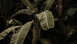 Preview wallpaper plant, tropical, exotic, leaves, green