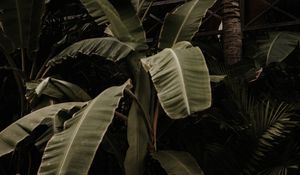 Preview wallpaper plant, tropical, exotic, leaves, green