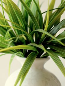 Preview wallpaper plant, vase, leaves