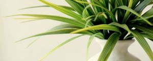 Preview wallpaper plant, vase, leaves