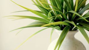 Preview wallpaper plant, vase, leaves