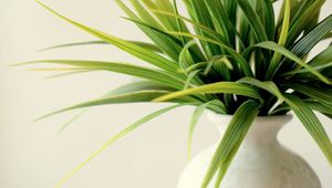 Preview wallpaper plant, vase, leaves