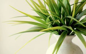 Preview wallpaper plant, vase, leaves