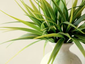 Preview wallpaper plant, vase, leaves