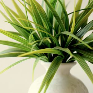 Preview wallpaper plant, vase, leaves