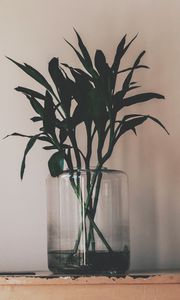 Preview wallpaper plant, vase, leaves