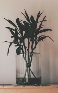 Preview wallpaper plant, vase, leaves