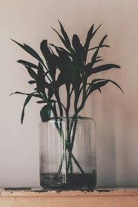 Preview wallpaper plant, vase, leaves