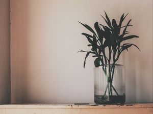 Preview wallpaper plant, vase, leaves