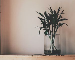 Preview wallpaper plant, vase, leaves