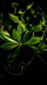 Preview wallpaper plant, veins, leaves, glossy