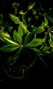 Preview wallpaper plant, veins, leaves, glossy