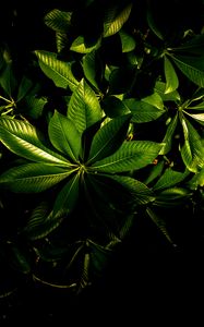 Preview wallpaper plant, veins, leaves, glossy