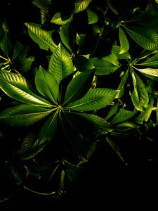 Preview wallpaper plant, veins, leaves, glossy