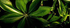 Preview wallpaper plant, veins, leaves, glossy