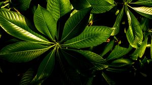 Preview wallpaper plant, veins, leaves, glossy