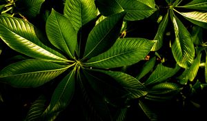 Preview wallpaper plant, veins, leaves, glossy