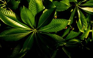 Preview wallpaper plant, veins, leaves, glossy