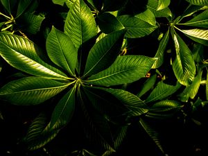 Preview wallpaper plant, veins, leaves, glossy