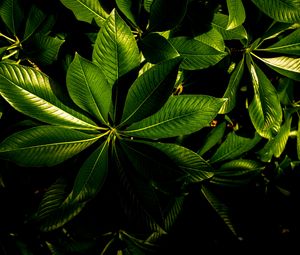 Preview wallpaper plant, veins, leaves, glossy