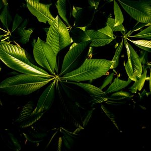 Preview wallpaper plant, veins, leaves, glossy