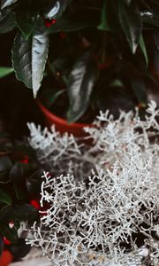 Preview wallpaper plant, white, branches, leaves, closeup