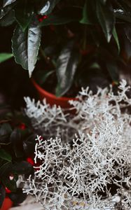 Preview wallpaper plant, white, branches, leaves, closeup