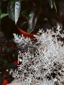 Preview wallpaper plant, white, branches, leaves, closeup