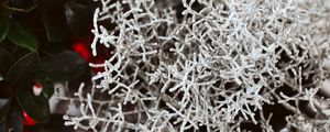 Preview wallpaper plant, white, branches, leaves, closeup