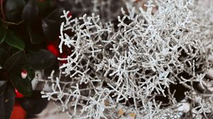 Preview wallpaper plant, white, branches, leaves, closeup